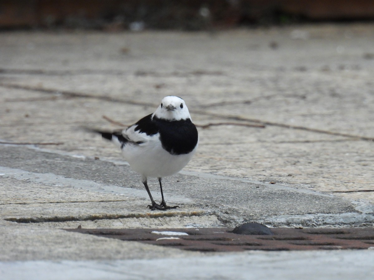 White Wagtail - ML628288083