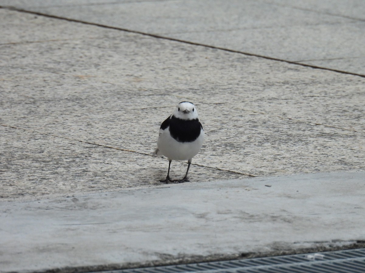 White Wagtail - ML628288085
