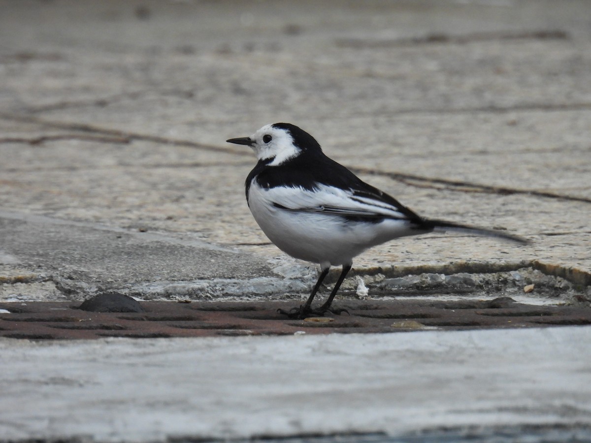 White Wagtail - ML628288090