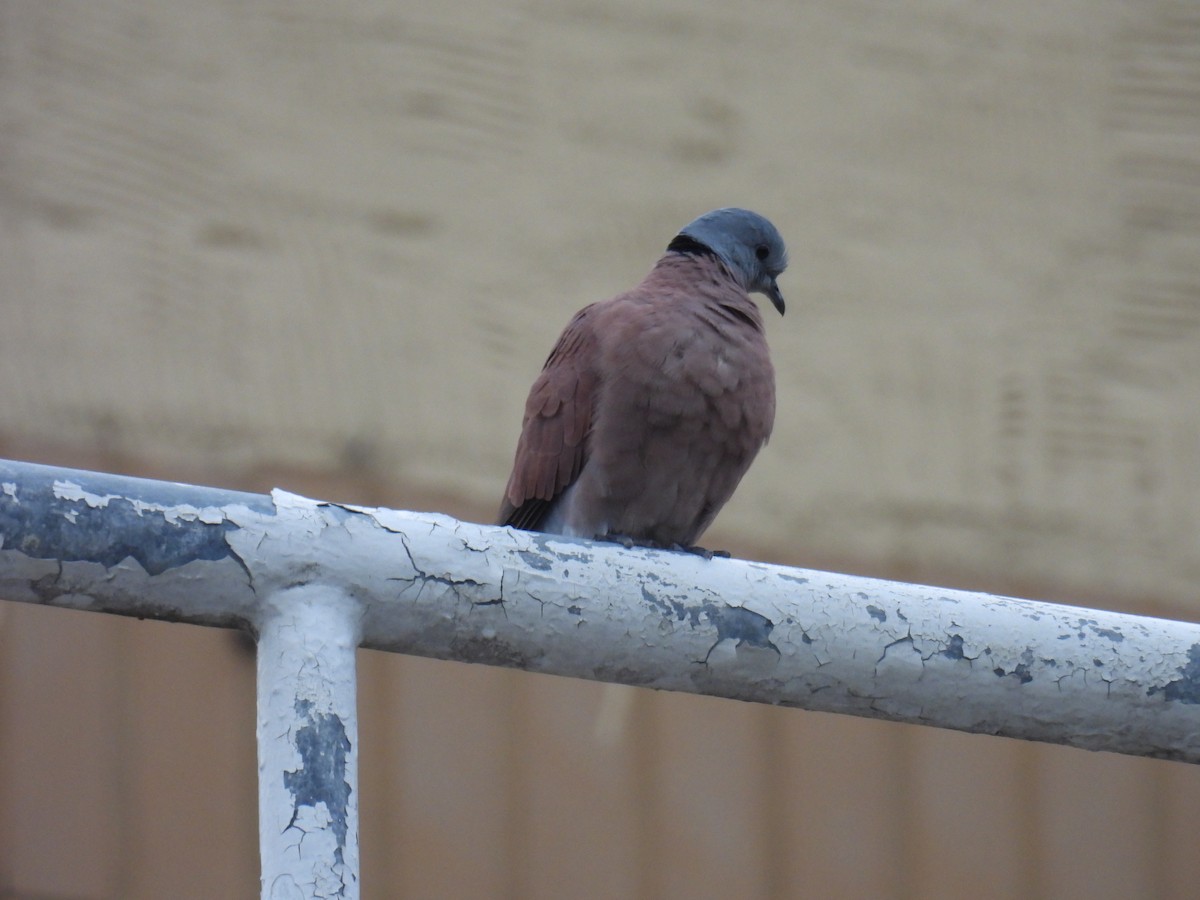 Red Collared-Dove - ML628288098