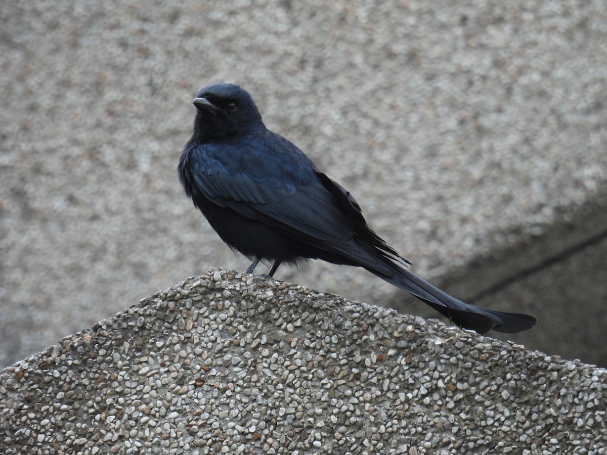 Black Drongo - ML628288105