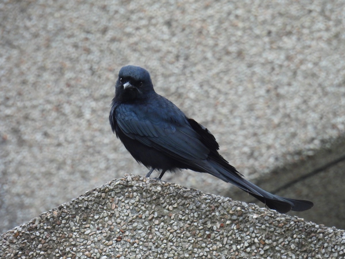 Black Drongo - ML628288109