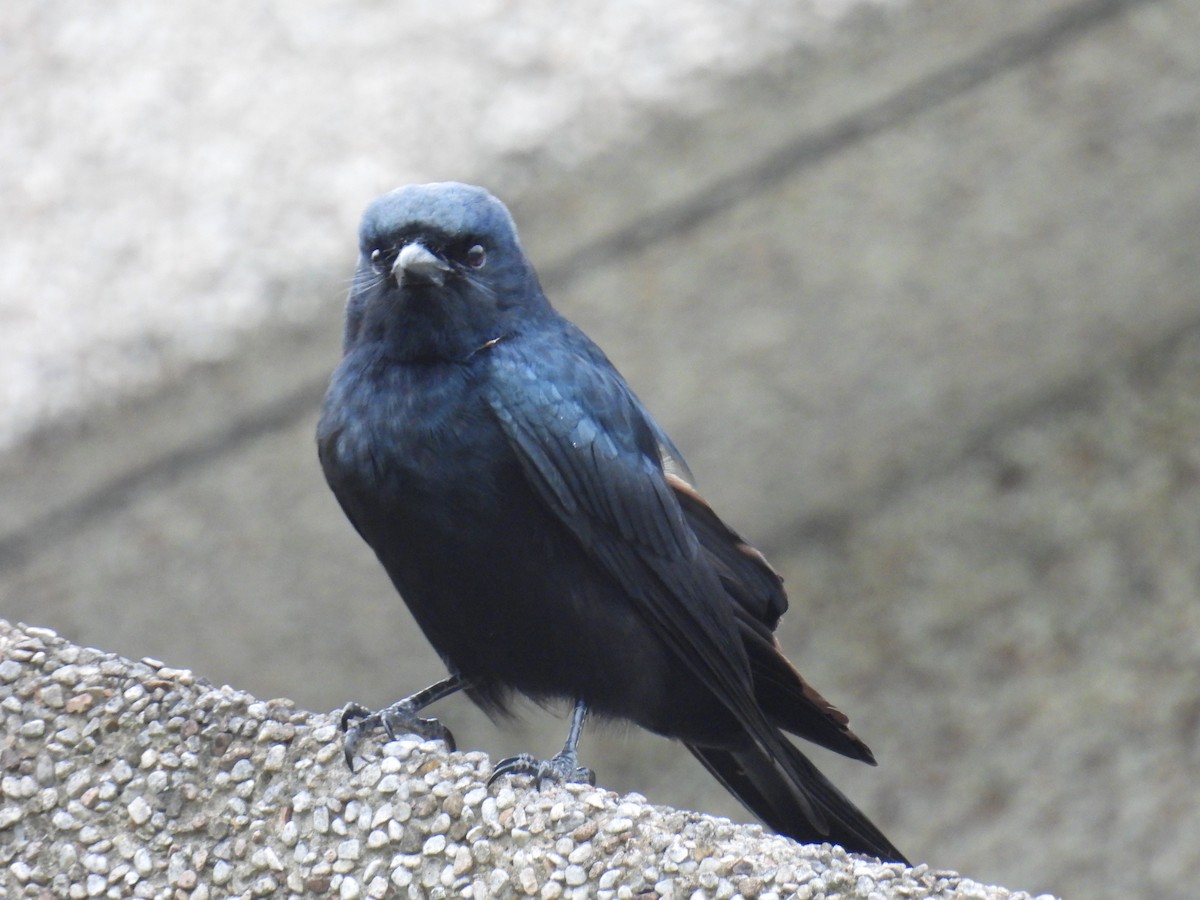 Black Drongo - ML628288112