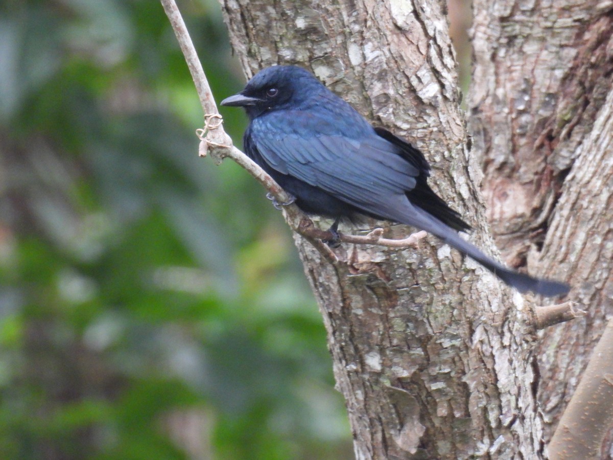 Black Drongo - ML628288113
