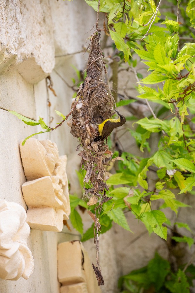 Tukangbesi Sunbird - ML628288245