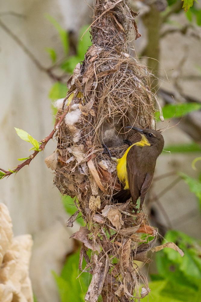 Tukangbesi Sunbird - ML628288250