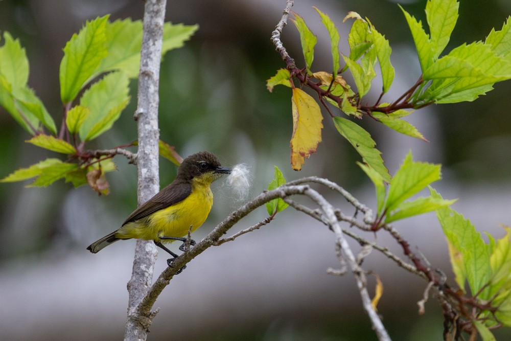 Tukangbesi Sunbird - ML628288253