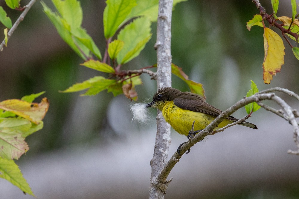 Tukangbesi Sunbird - ML628288260
