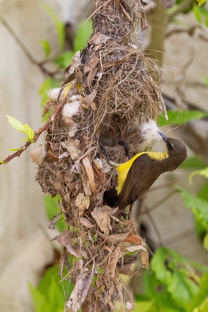 Tukangbesi Sunbird - ML628288262