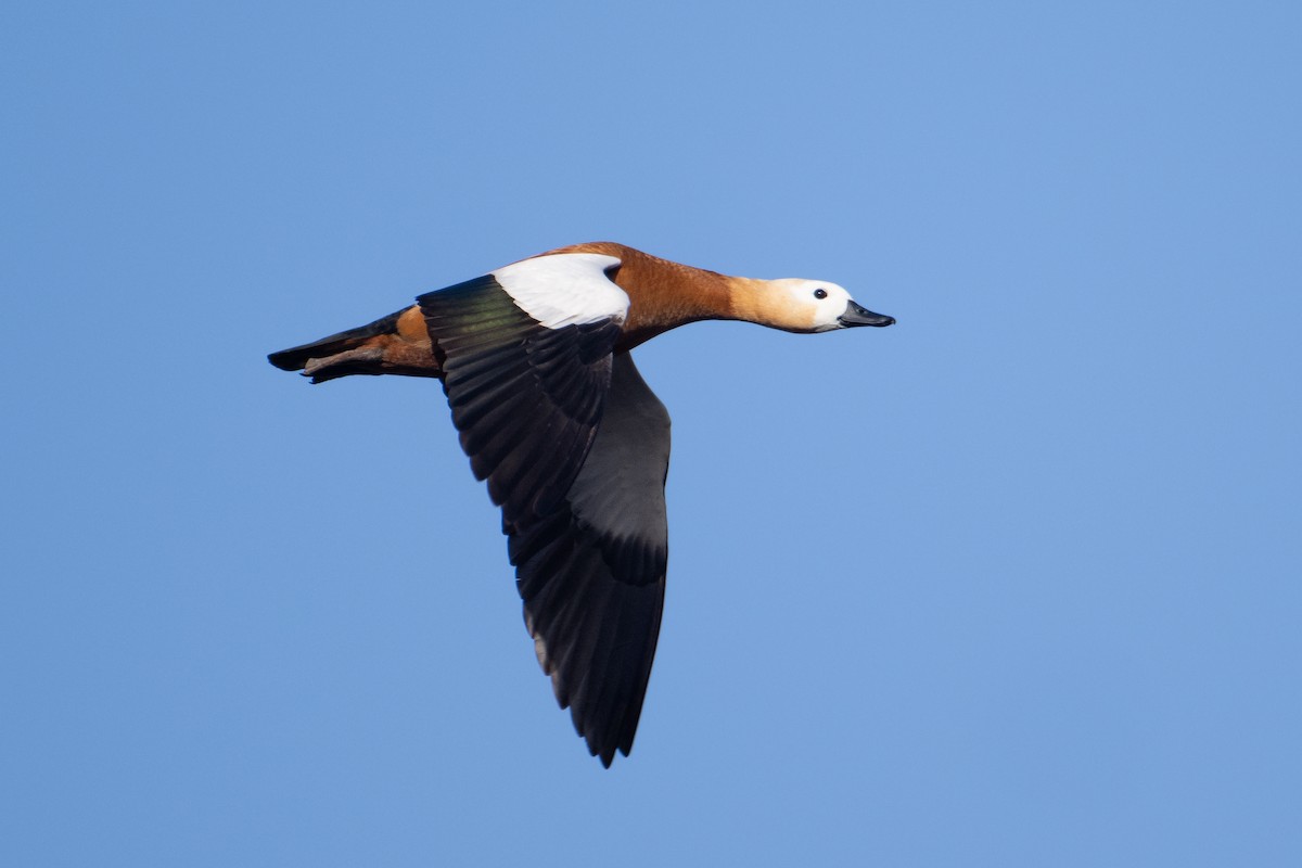 Ruddy Shelduck - ML628288365