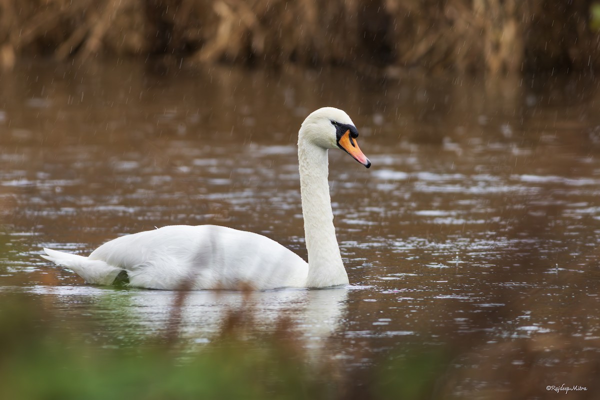 Mute Swan - ML628288380