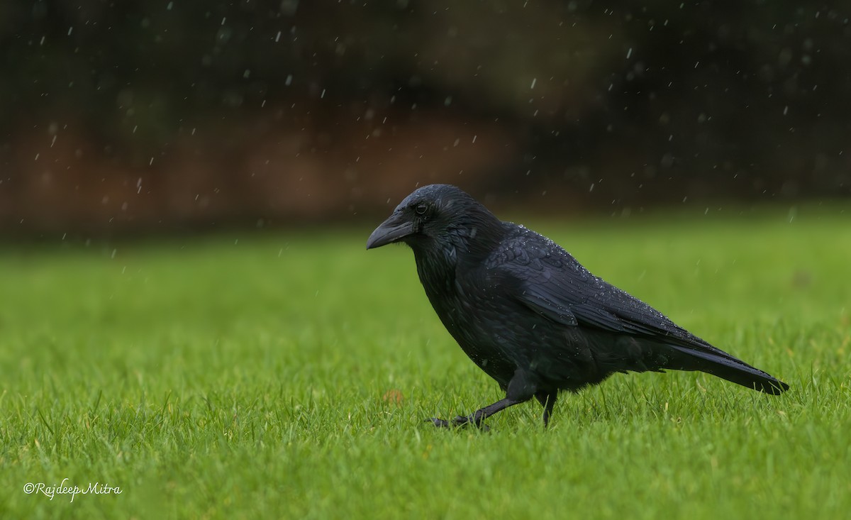 Carrion Crow - ML628288389