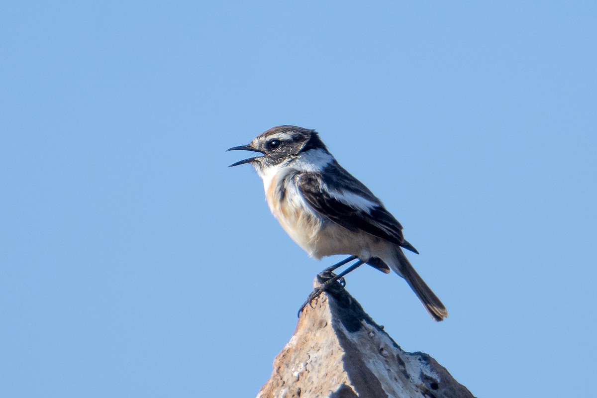 Fuerteventura Stonechat - ML628288393