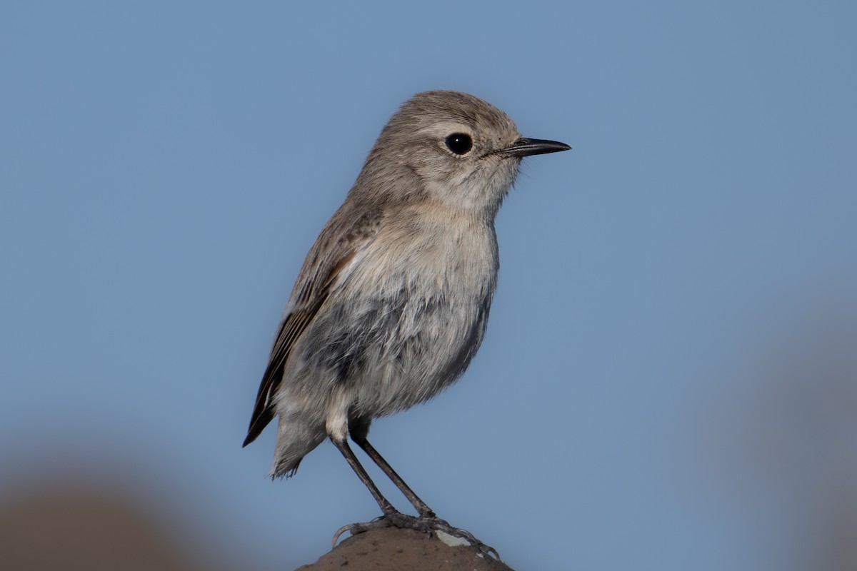 Fuerteventura Stonechat - ML628288394