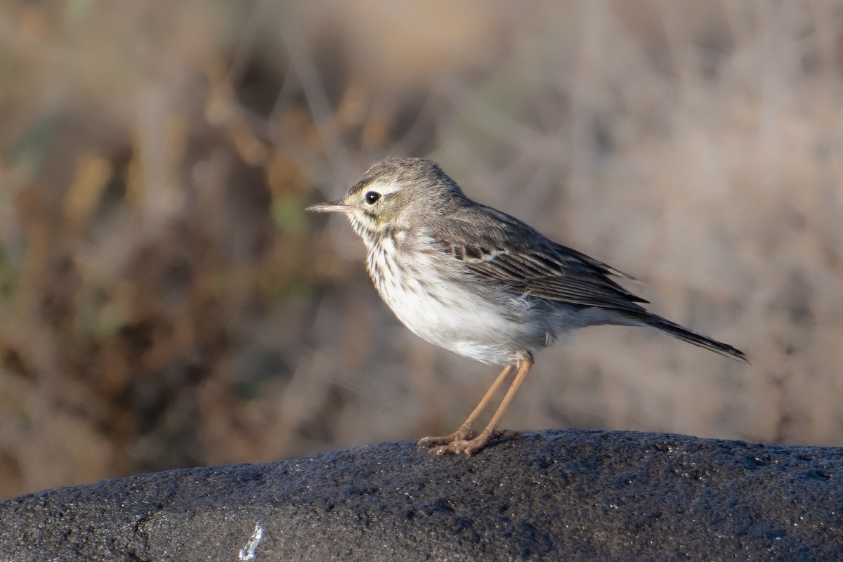Berthelot's Pipit - ML628288431