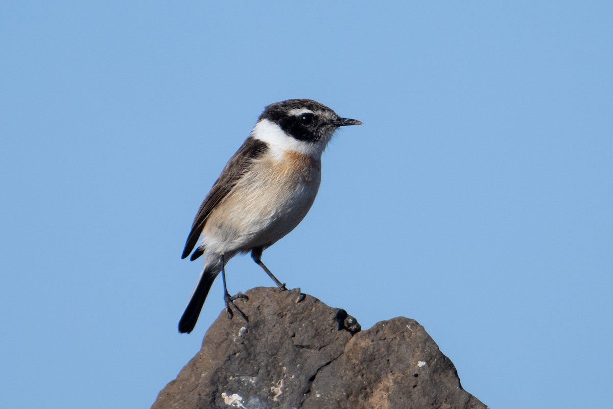 Fuerteventura Stonechat - ML628288452