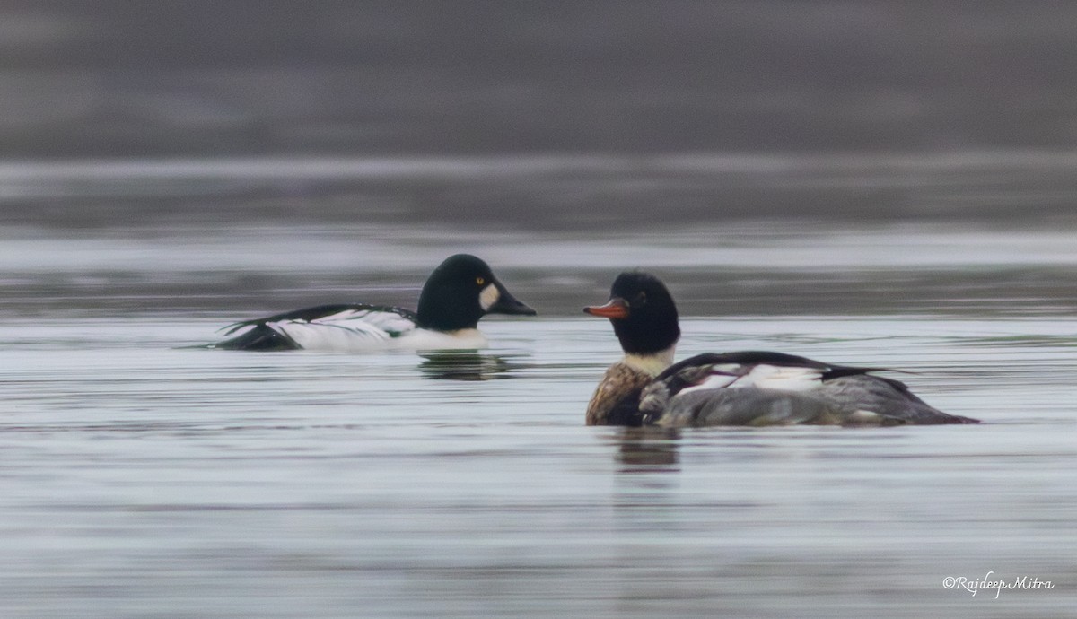 Red-breasted Merganser - ML628288456