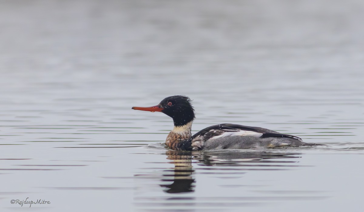 Red-breasted Merganser - ML628288458