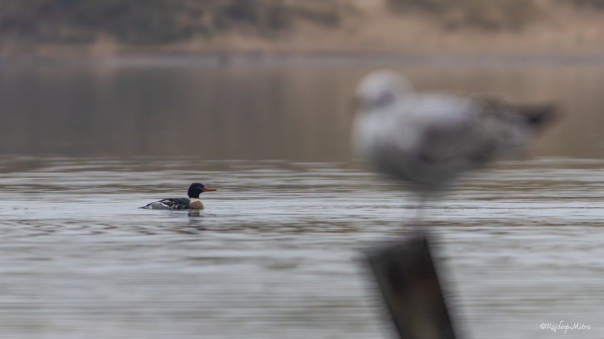 Red-breasted Merganser - ML628288459