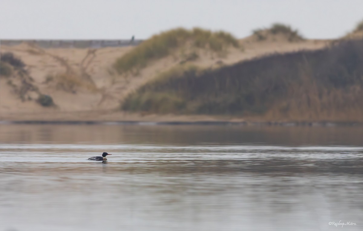 Red-breasted Merganser - ML628288460