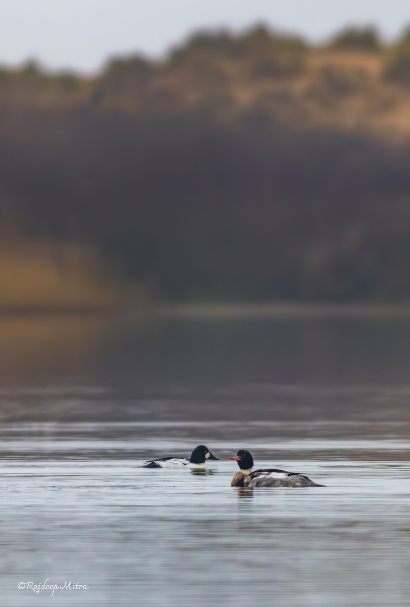 Red-breasted Merganser - ML628288461