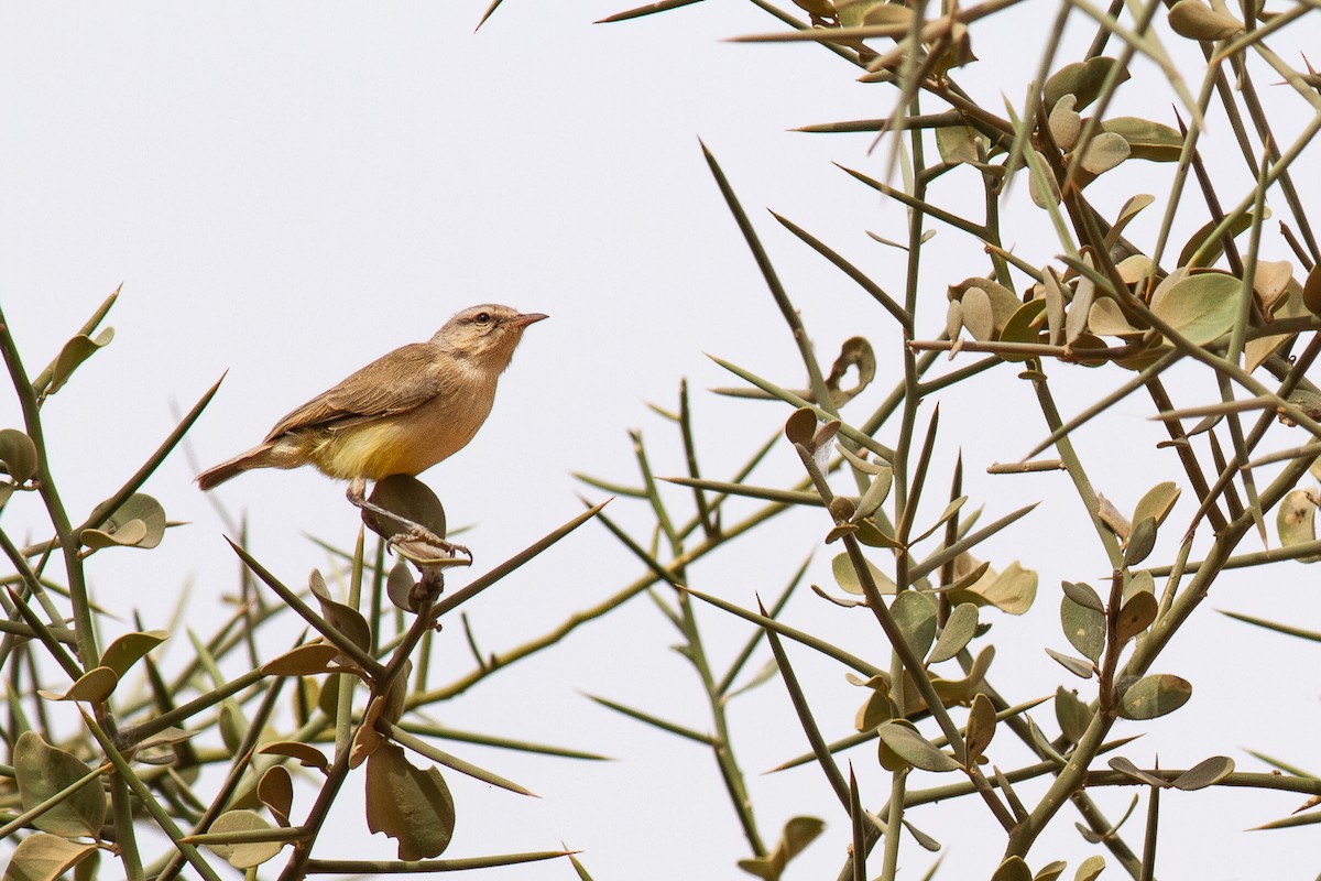 Yellow-bellied Eremomela (Yellow-bellied) - ML628288697