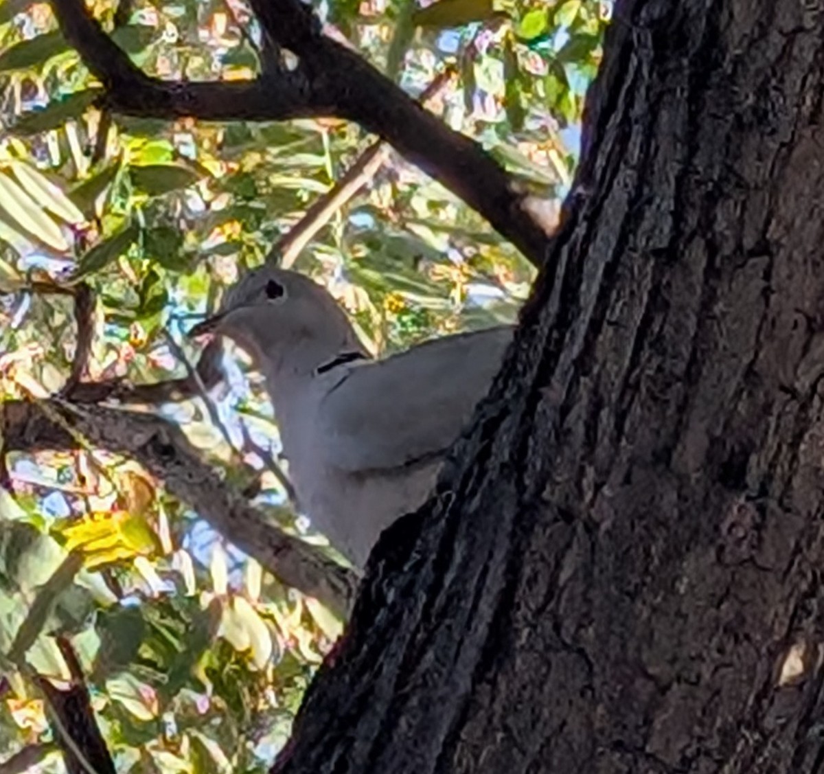 Eurasian Collared-Dove - ML628288723