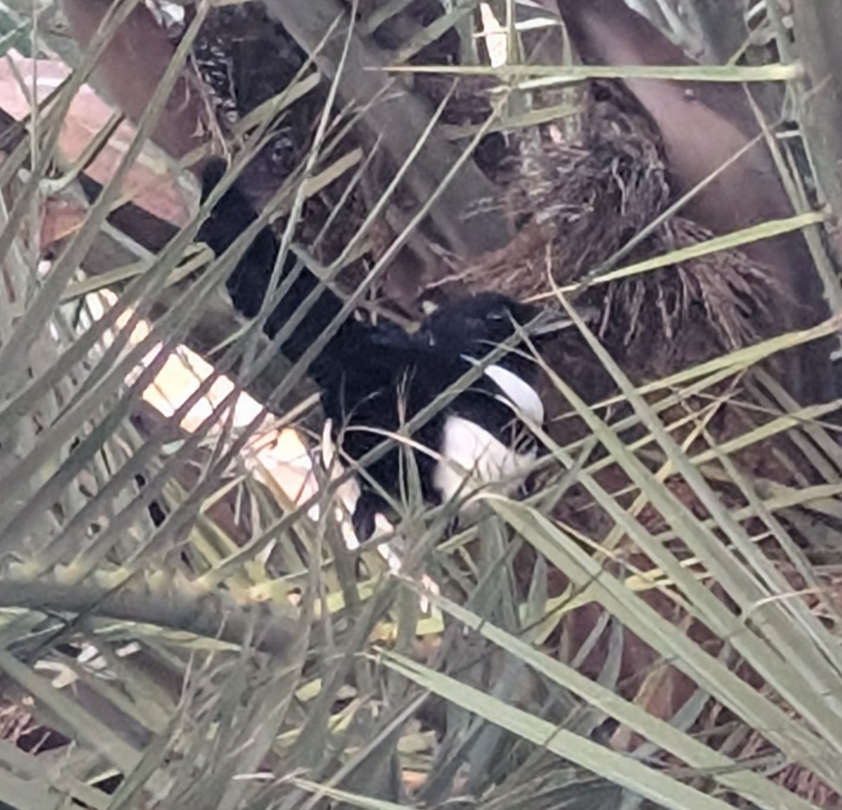 Eurasian Magpie - ML628288739