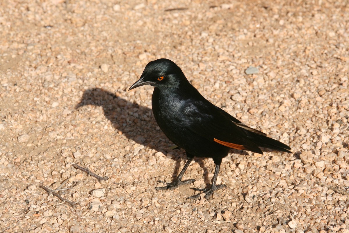 Pale-winged Starling - ML628288816