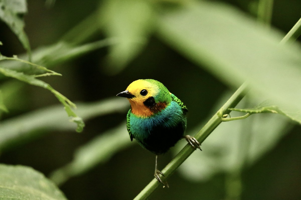 Multicolored Tanager - ML628288817