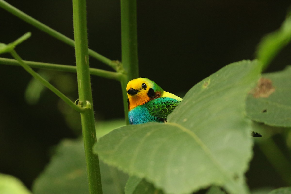 Multicolored Tanager - ML628288818