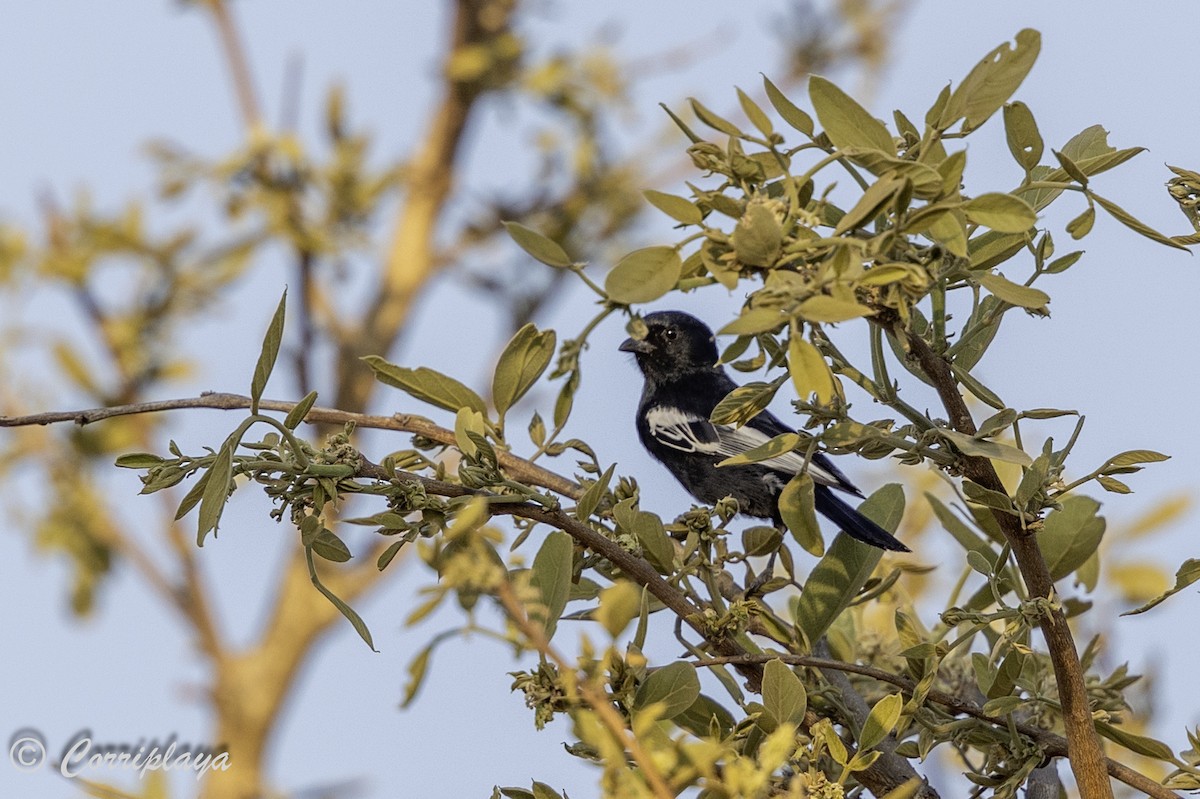 Southern Black-Tit - ML628288821