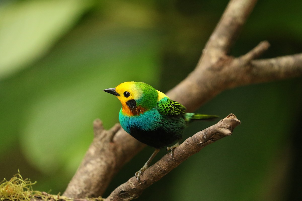 Multicolored Tanager - ML628288854