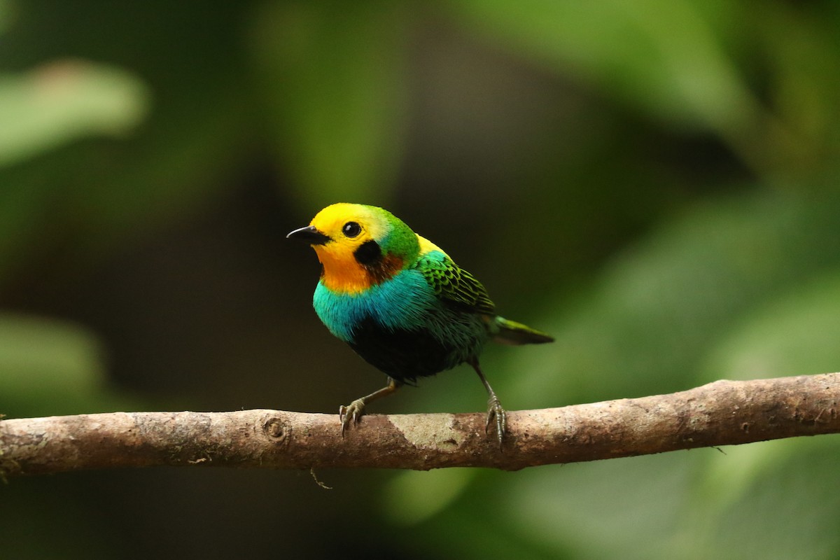 Multicolored Tanager - ML628288856