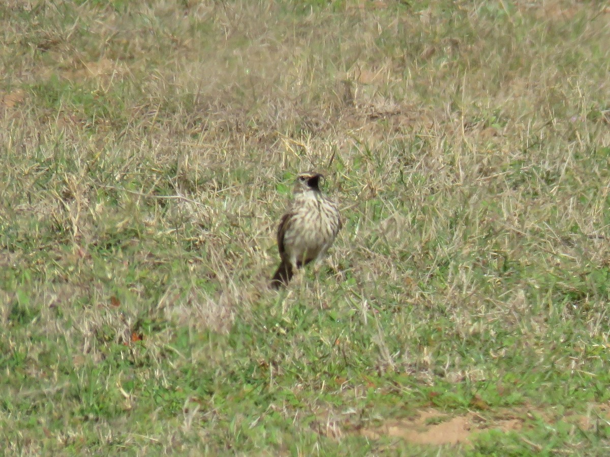 Cape Long-billed Lark (Cape) - ML628288925