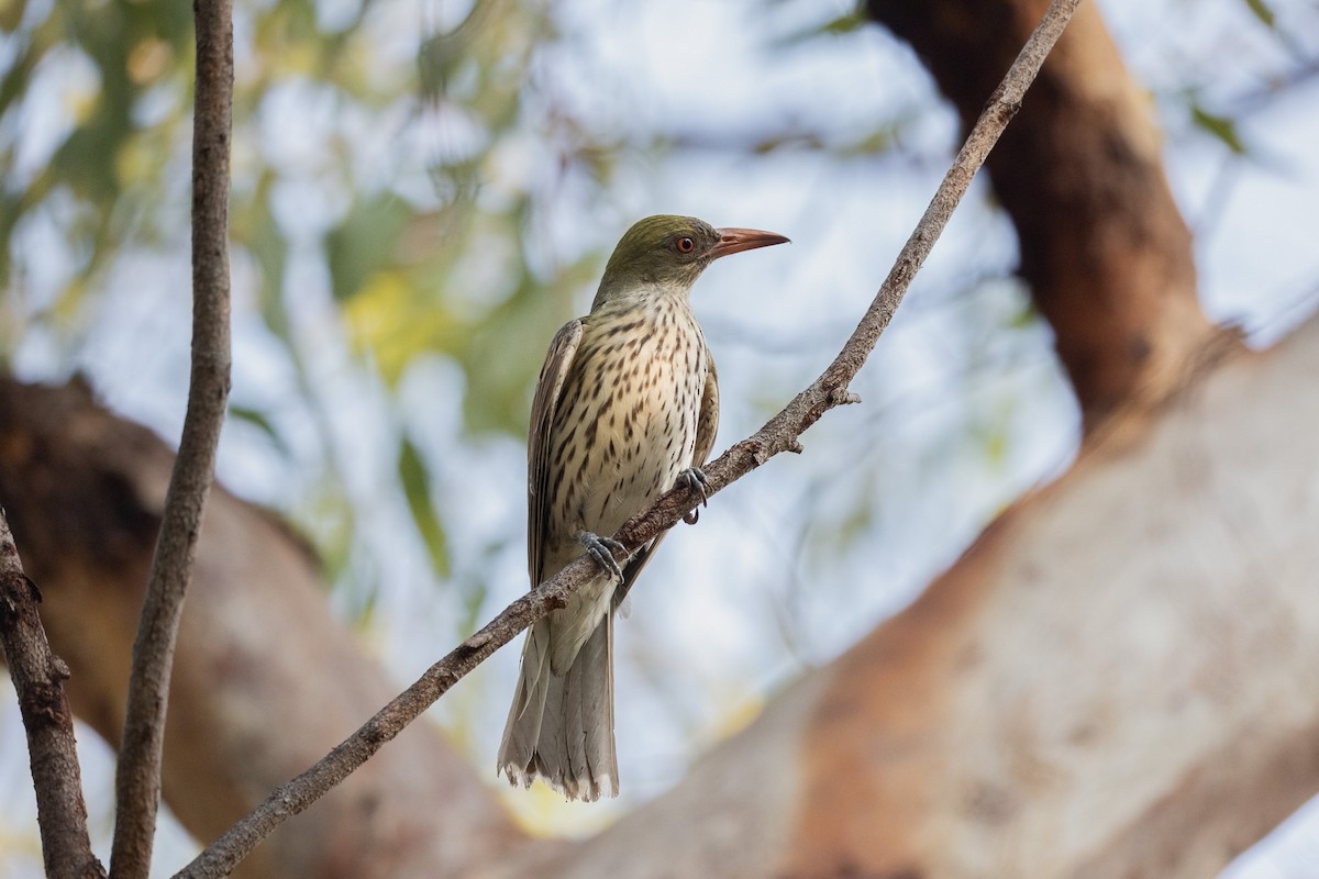 Olive-backed Oriole - ML628288983