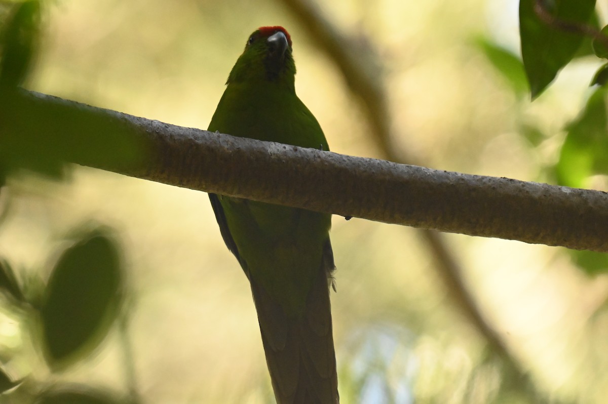 Norfolk Island Parakeet - ML628289011