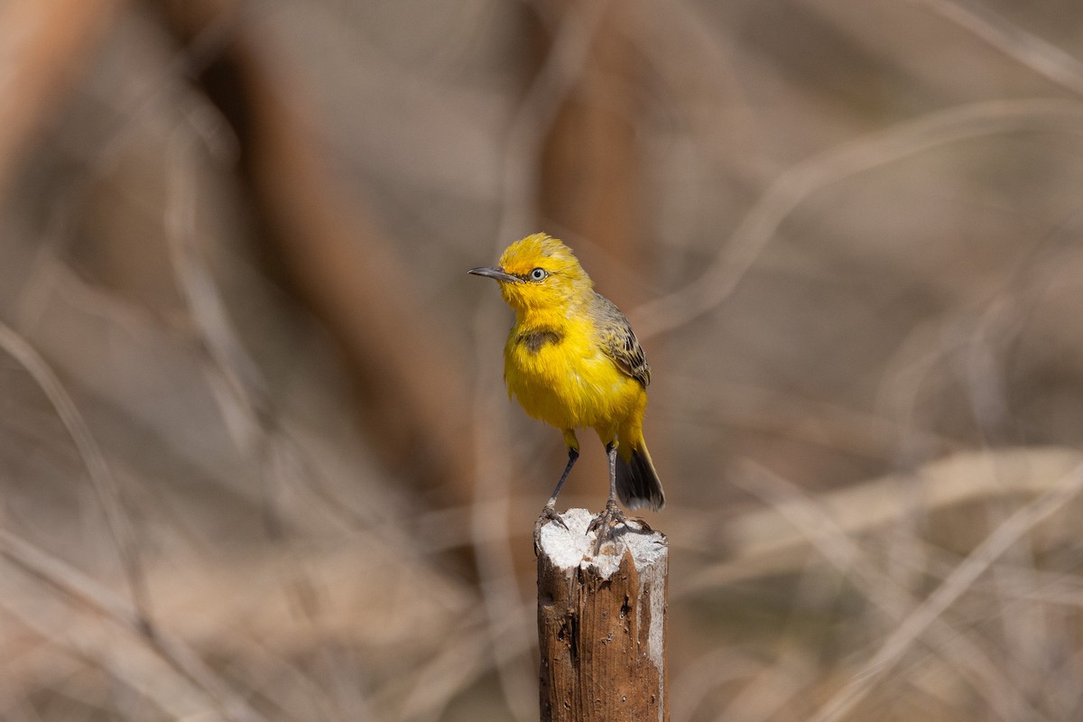 Yellow Chat - ML628289049