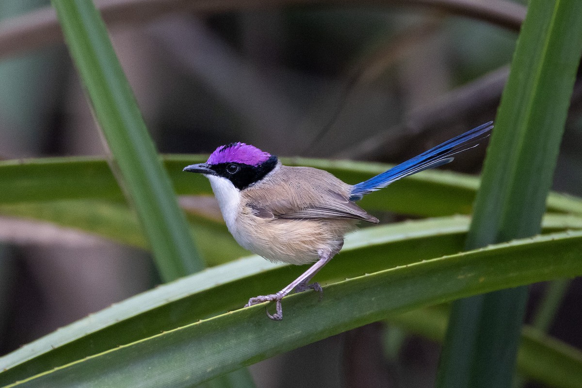 Purple-crowned Fairywren - ML628289124
