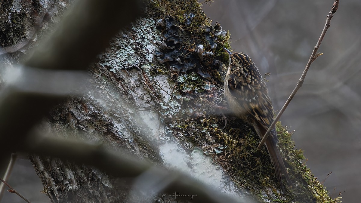 Sichuan Treecreeper - ML628289173