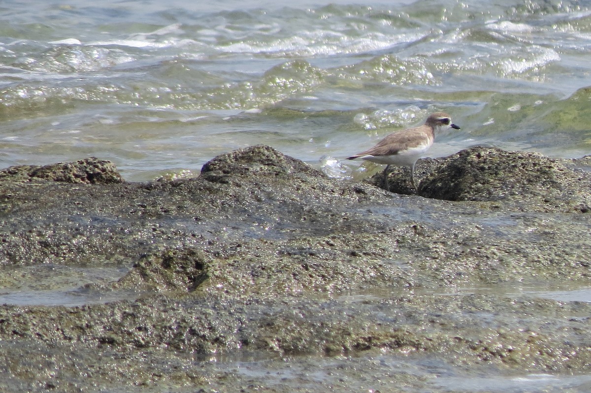 Siberian Sand-Plover - ML628289322