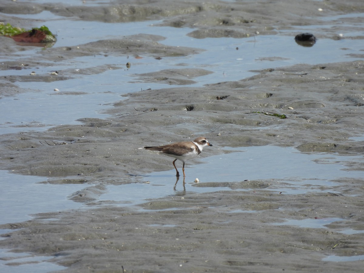 Semipalmated Plover - ML628289332