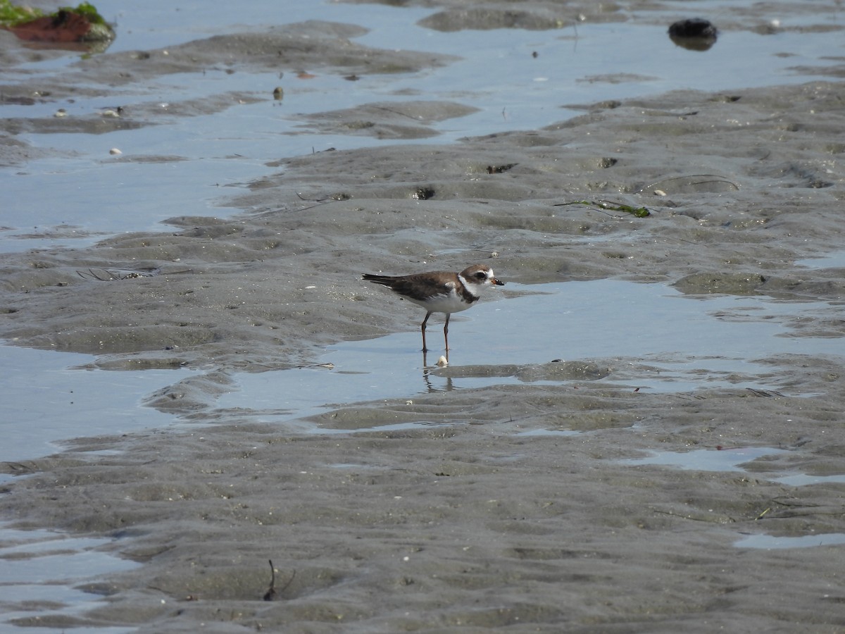 Semipalmated Plover - ML628289333