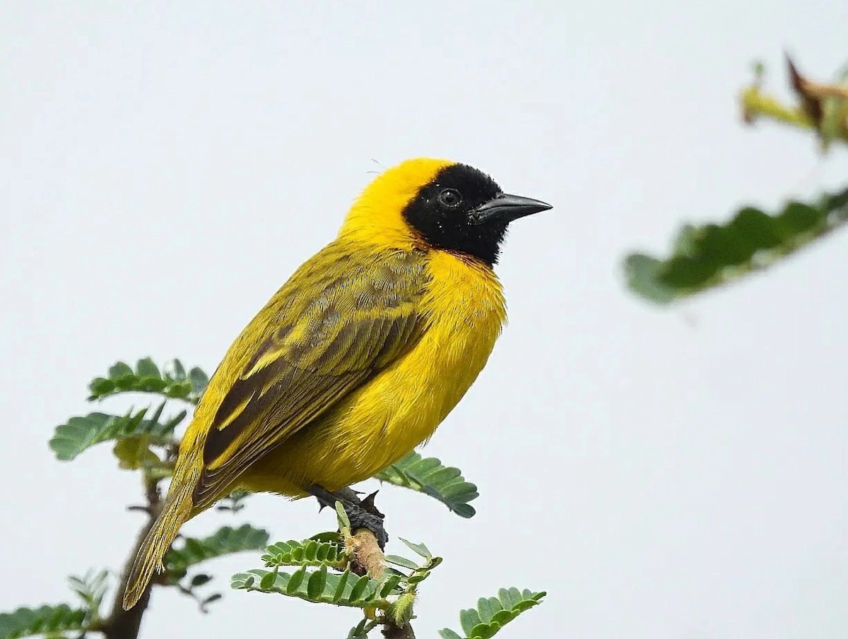 Slender-billed Weaver - ML628289575