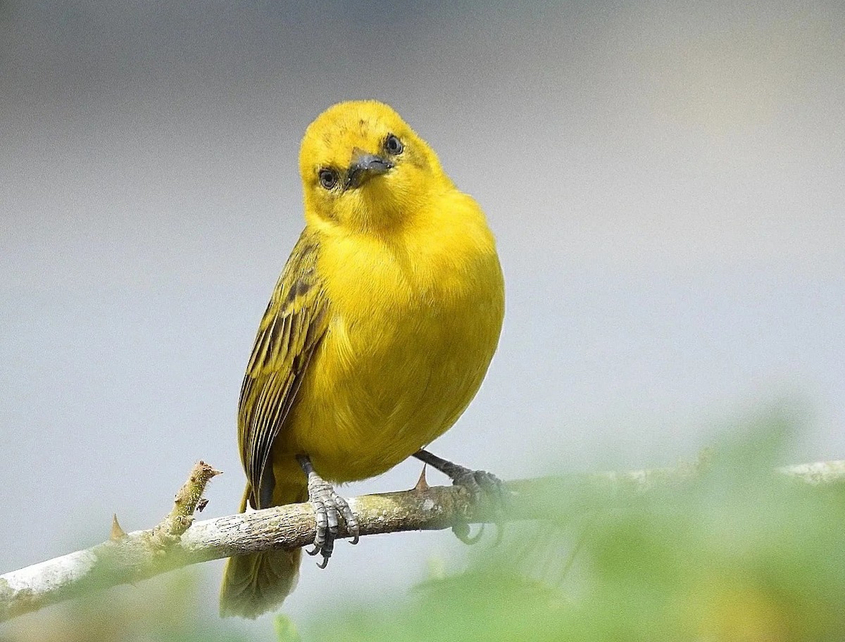Slender-billed Weaver - ML628289577