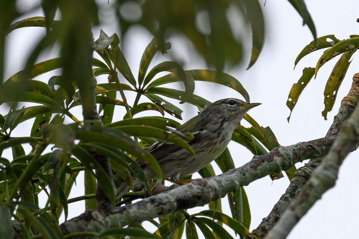 Blackpoll Warbler - ML628289628
