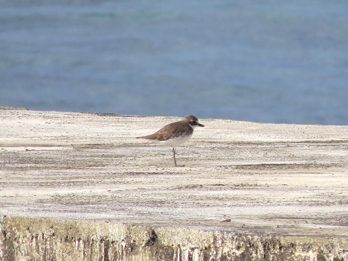 Siberian Sand-Plover - ML628289682