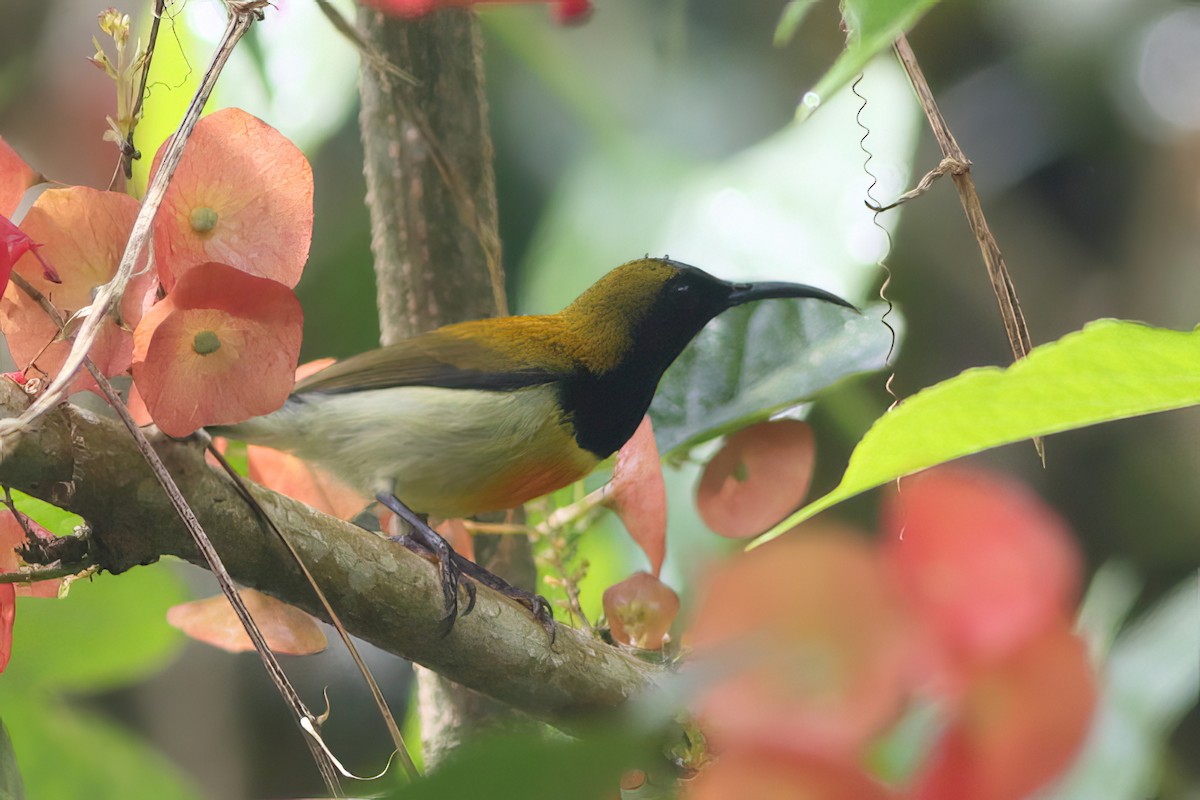 Flaming Sunbird - ML628289717