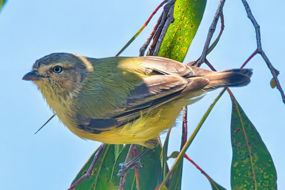 Weebill - ML628289755