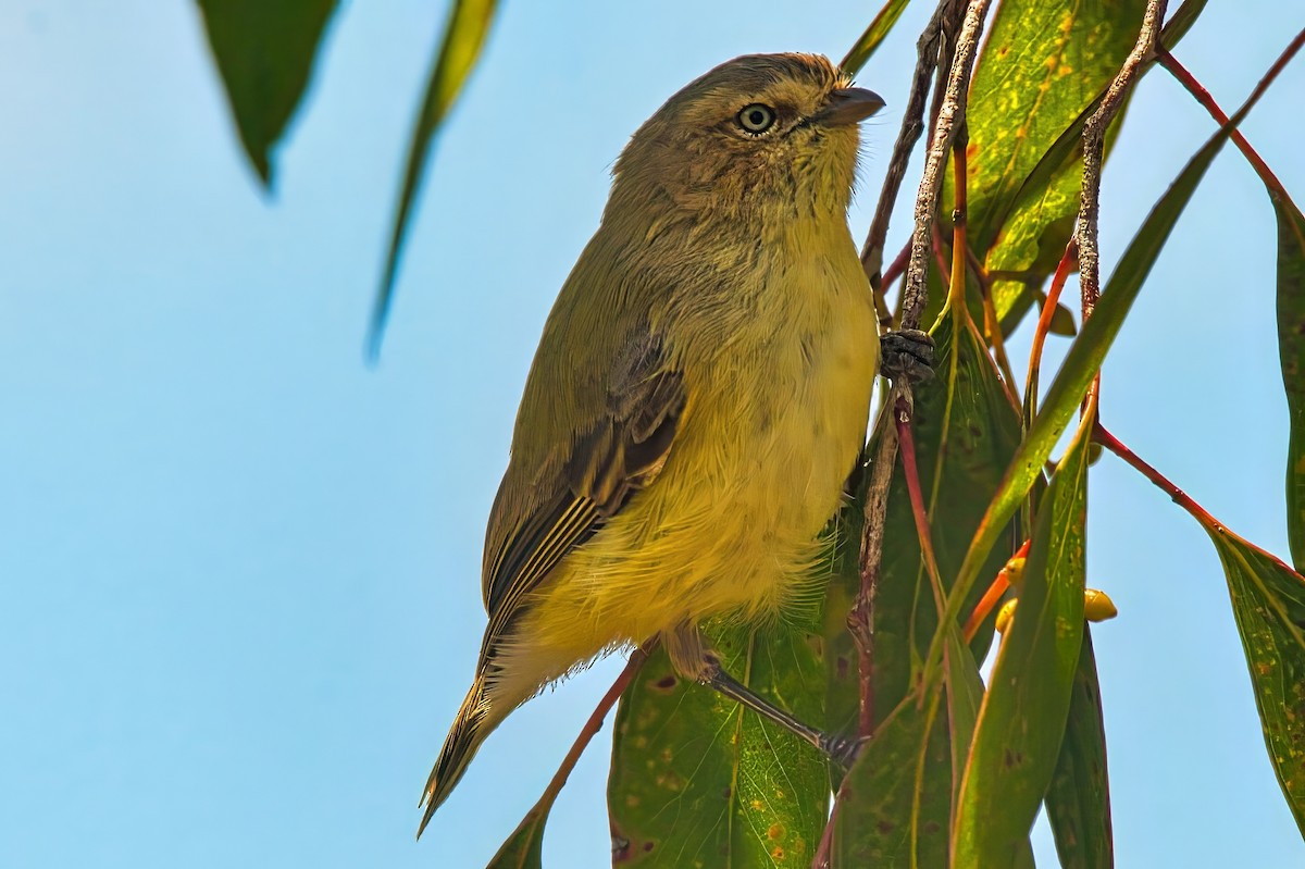 Weebill - ML628289756